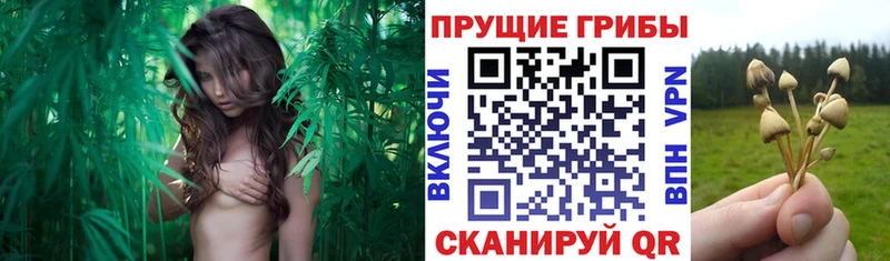 Псилоцибиновые грибы мицелий  Купить  Приморск 